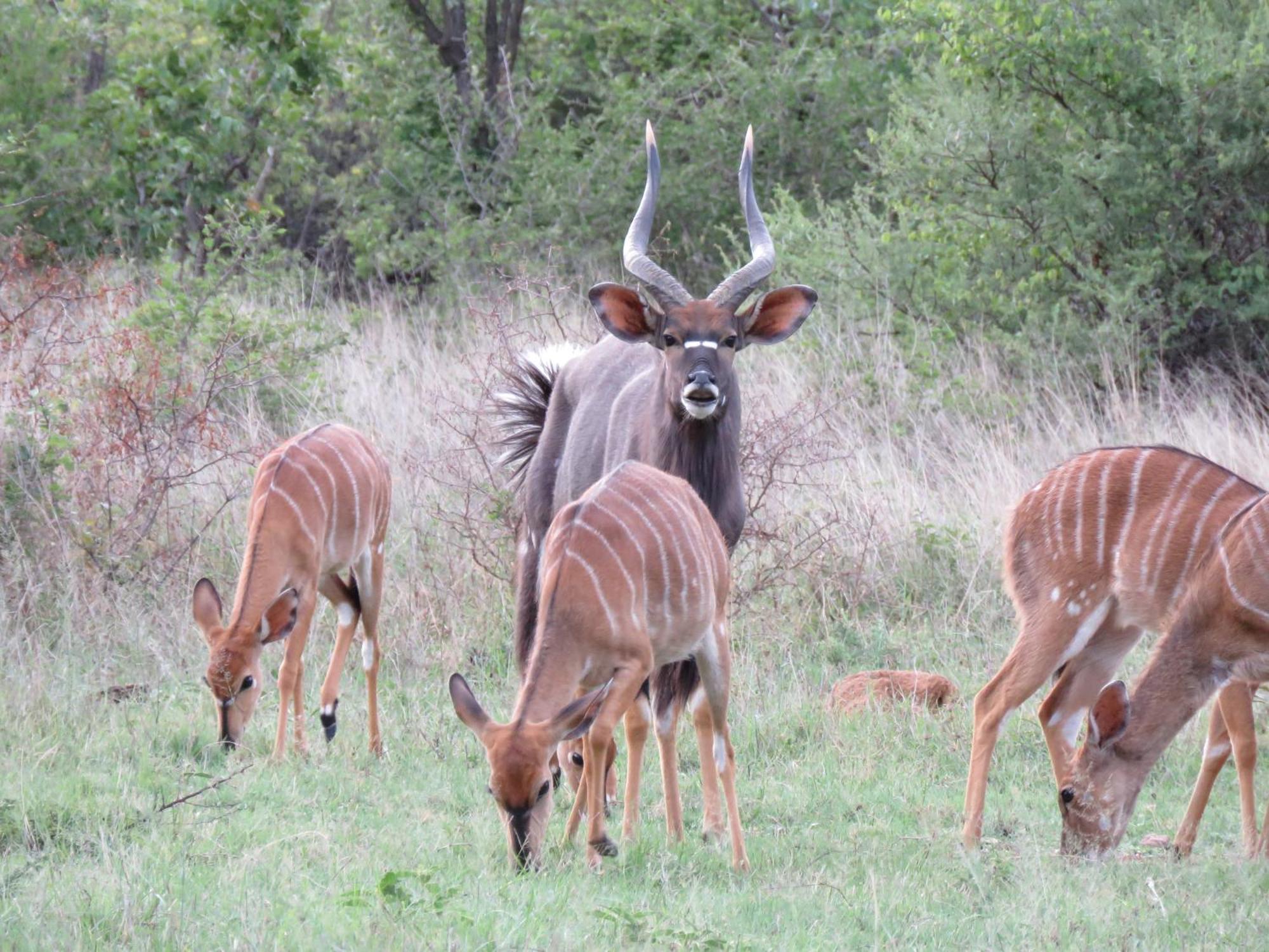 Sable Creek Safari Lodge Tzaneen Kültér fotó