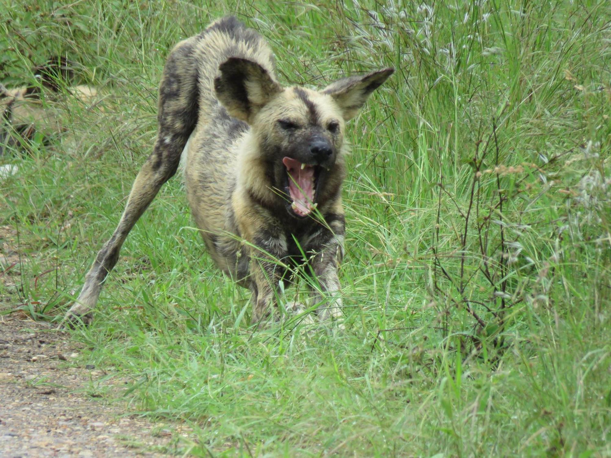 Sable Creek Safari Lodge Tzaneen Kültér fotó